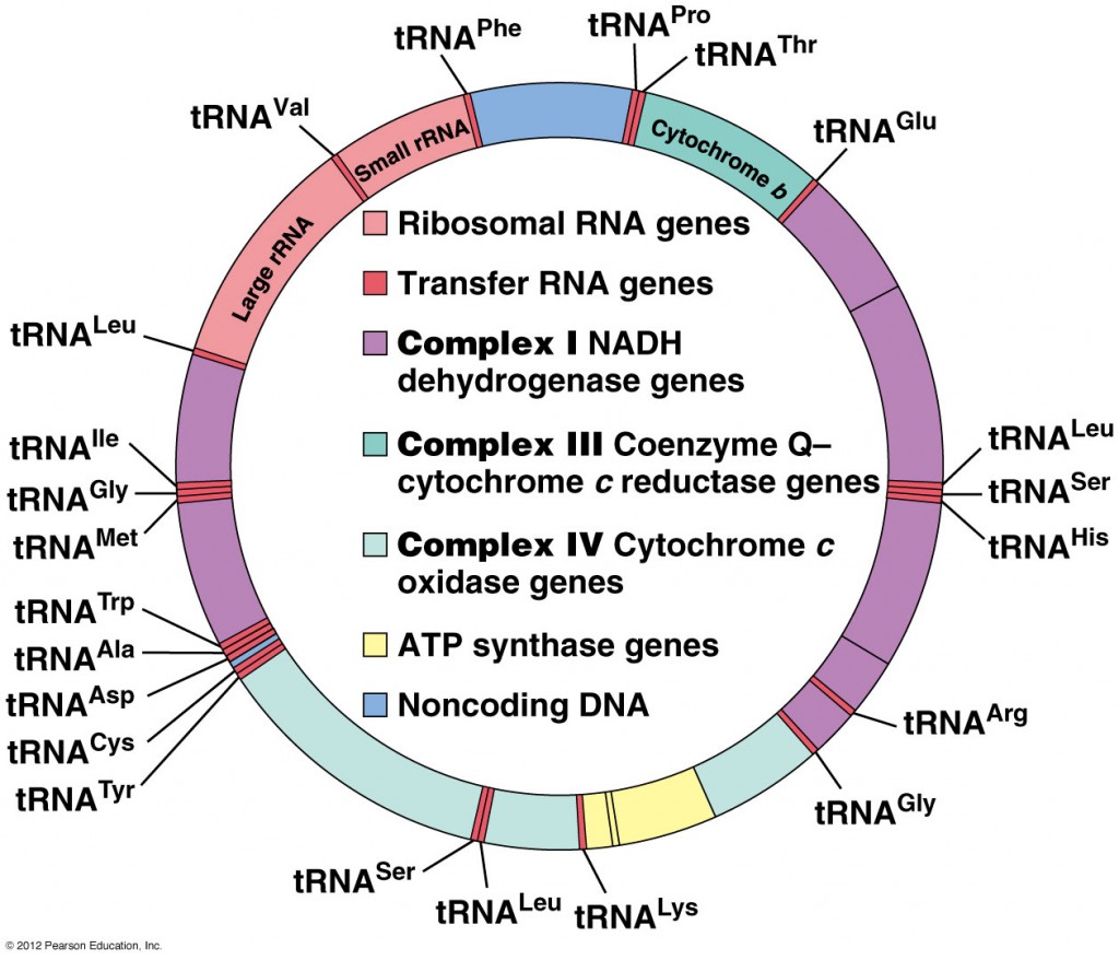 Intelligent Mitochondria Communication With Neurons