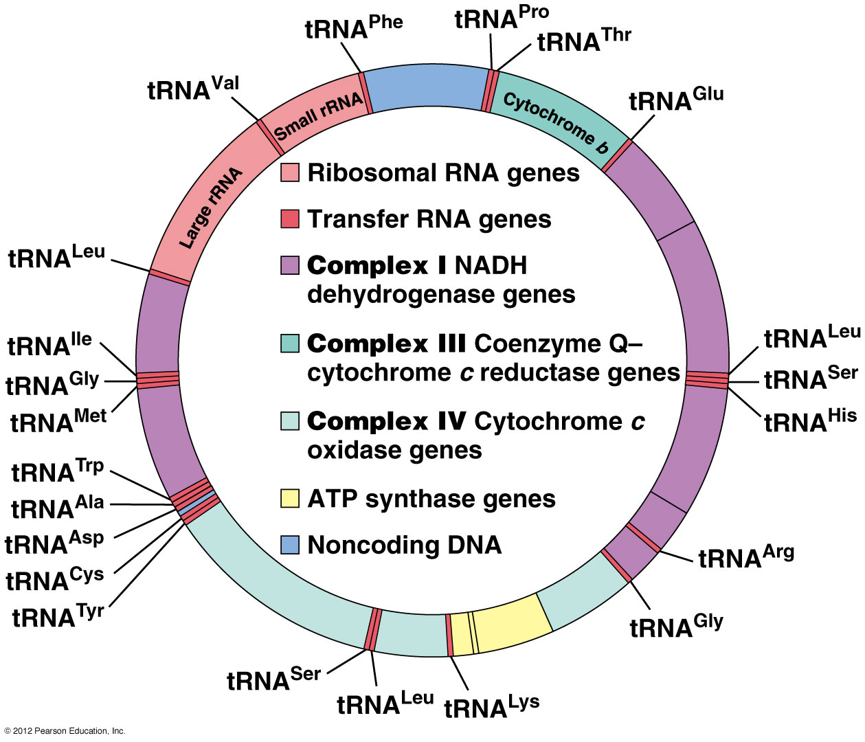 Intelligent Mitochondria Communication With Neurons