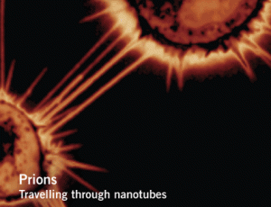 prions through nanotubes CROP