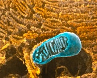 Colour SEM of mitochondria & endoplasmic reticulum