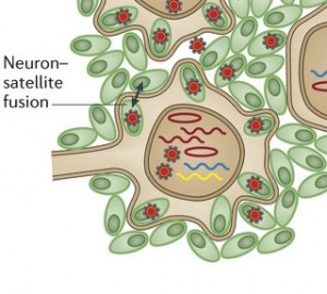 CROP Neuron Sattellite Fusion nrmicro3215-f4 copy