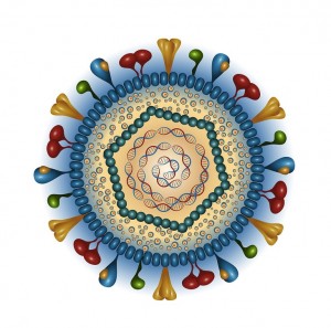 CROP  bigstock Herpes simplex virus particle--58220468 copy