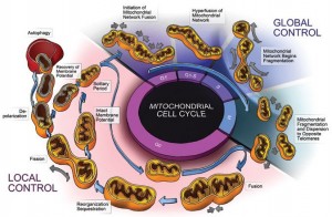 Mito dyamic cycle