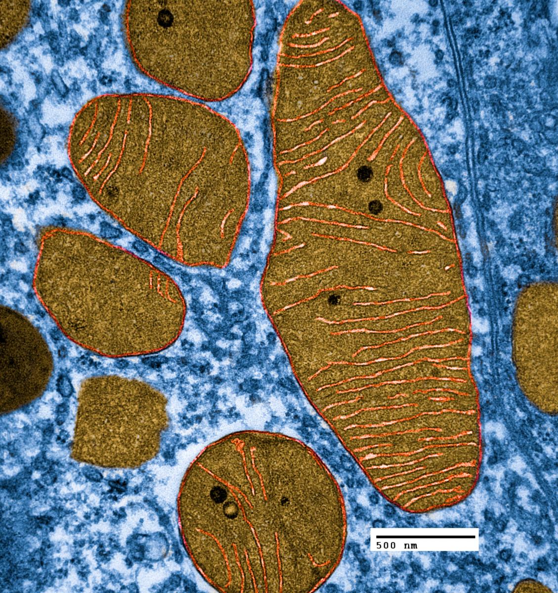 dynamic-relationship-of-mitochondria-and-neurons