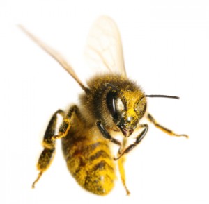 bee individual 2