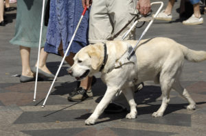 bigstock-Guide-Dog-2529007