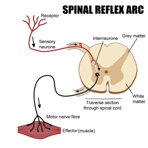 Spinal Reflex Arc