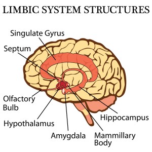 Brain's limbic system vector