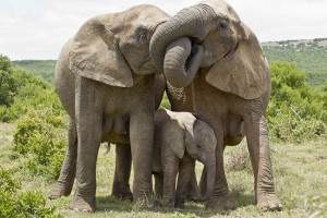 Elephant Affection