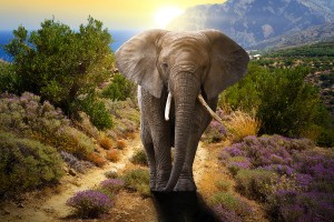 Elephant walking on the road at sunset