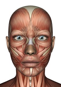 Female Anatomy Face