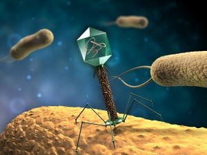 bigstock virus Bacterio phage T-infecting-som-41493352