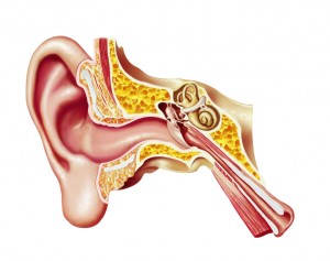 Human ear cutaway diagram.