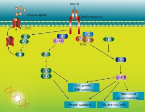 Insulin molecular pathway