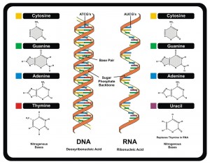 Vector - DNA and RNA