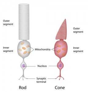 shutterstock_147789491 Eye cells Rod and cone