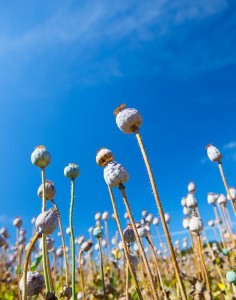 Poppy seed capsules on a background of the sky, vertical