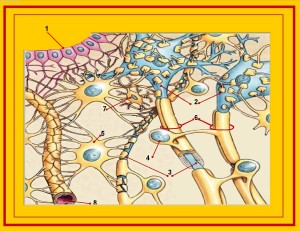 PD glial cells and neuron