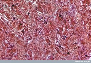 B0006792 Mammalian brain, astrocytes