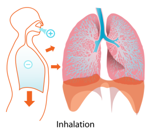 PD   572px-Inhalation_diagram