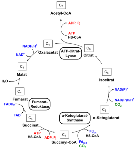 PD Citric acid cycle