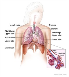 PD  Lung_and_diaphragm