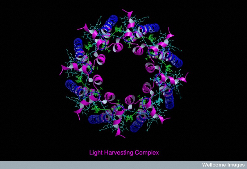 b0002793-molecular-model-of-light-harvesting-complex-jon-lieff-md