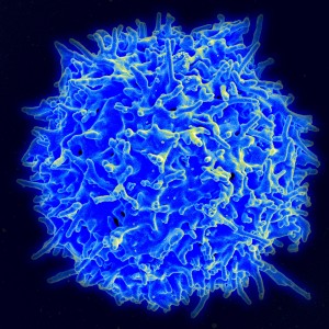 PD   Healthy_Human_T_Cell