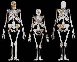 Profberger  WIK  739px-Australopithecus_sediba_and_Lucy