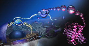 PD   Beatiful  DNA RNA  1024px-How_proteins_are_made_NSF