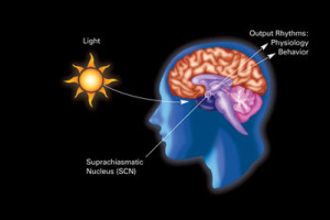 PD circadian picture
