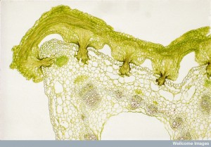 B0004464 TS dodder haustoria penetrating host stem. LM