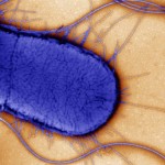 B0004798 Electron micrograph of Escherichia coli, close-up