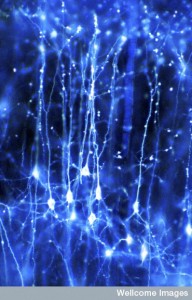 B0005204 Neurons in the brain