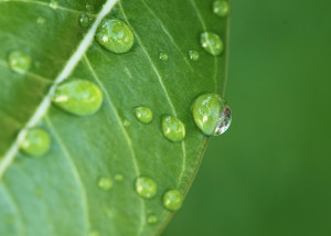 Water Drops On Leaves