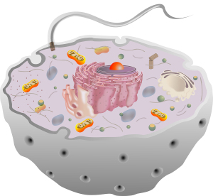 Scientific illustration of an isolated animal cell