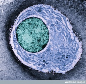 B0003529 Chondrocyte showing organelles - coloured