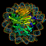 Nucleosome With Dna Model