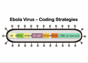 Ebola Virus genes UNC