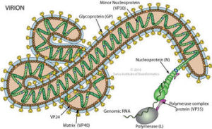 NIH  nucleoprotein