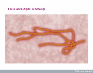 B0009907 Ebola virus structure, illustration