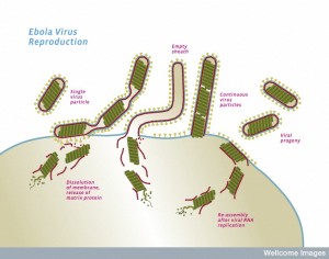 B0009908 Ebola virus reproduction cycle within a cell, illustration