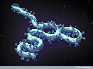 B0009935 Ebola virus structure, illustration