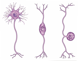 types of neurons