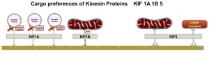 Mitochondria Kinesian snp CROP