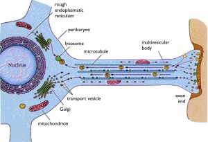 Neuron transport