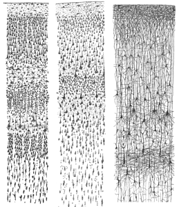 PD   Cajal_cortex_drawings
