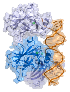 p53 molecule by Splette