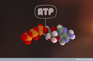 B0007640 ATP
