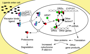 PD   transcription factors